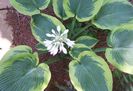 Hosta Frances Williams