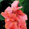 Canna Tirol