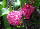 DSCN0987
