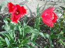 DSCN1006_031