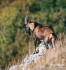 Capra Ibex Bezoar ( Capra aegagrus)