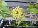 HOYA Vanuatuensis