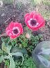 anemone
