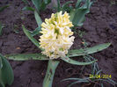 zambila