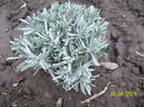 lavanda