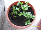 ranunculus