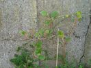 DSC04970