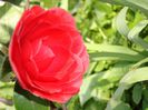 DSC04980