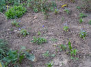 Plantatie tanara de Myosotis