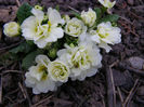 Primula batuta