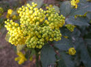 Floare (in devenire) de mahonia