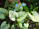 Brunnera "Looking Glass"