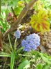 muscari