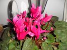 cyclamen