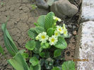Primula
