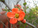 Chaenomeles japonica (2014, April 01)