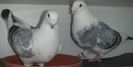 DSCF7089