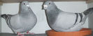 DSCF7093