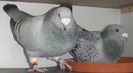 DSCF7131