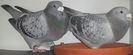 DSCF7154