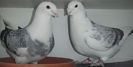 DSCF7169