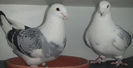DSCF7184
