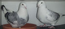 DSCF7185
