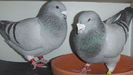 DSCF7191