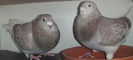 DSCF7194
