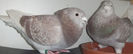 DSCF7195