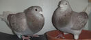 DSCF7196