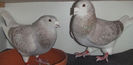 DSCF7203