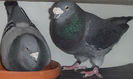 DSCF7219