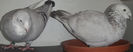 DSCF7233