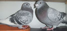 DSCF7252