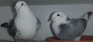 DSCF7289