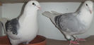 DSCF7294
