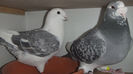 DSCF7308