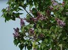 DSCN5567