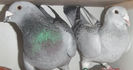 DSCF7346