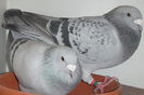 DSCF7348