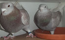DSCF7365