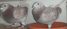 DSCF7366