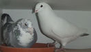 DSCF7367