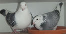 DSCF7368