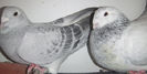 DSCF7740