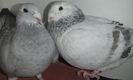 DSCF7735