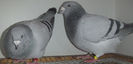 DSCF7448