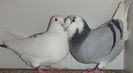 DSCF7638