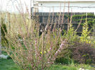 prunus triloba imbobocit